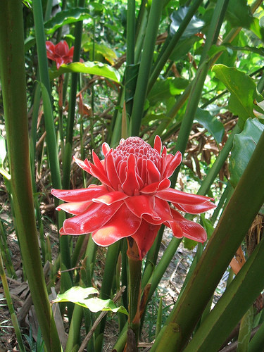 Xưa kia, ở Thái Lan, sen đa lộc chỉ dành riêng cho các bậc vua chúa, quý tộc, được bày biện ở những nơi sang trọng. Ảnh: blogcaycanh.