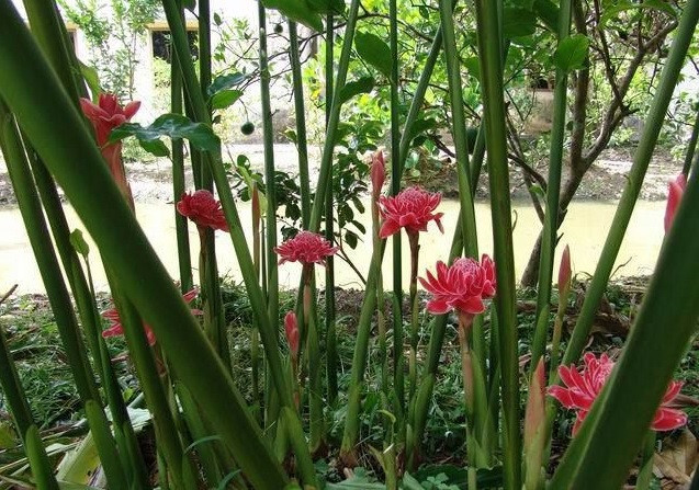 Cây sen đa lộc bắt đầu cho hoa khi được từ 7 - 8 tháng tuổi trở đi. Ảnh: blogcaycanh.