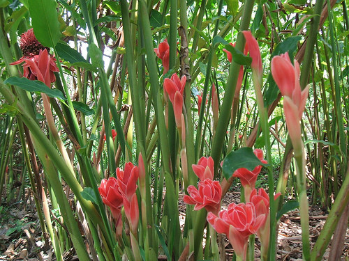 Ngày nay, hoa còn được dùng để vẫy chào trong lễ đón các nguyên thủ quốc gia. Ảnh: blogcaycanh.