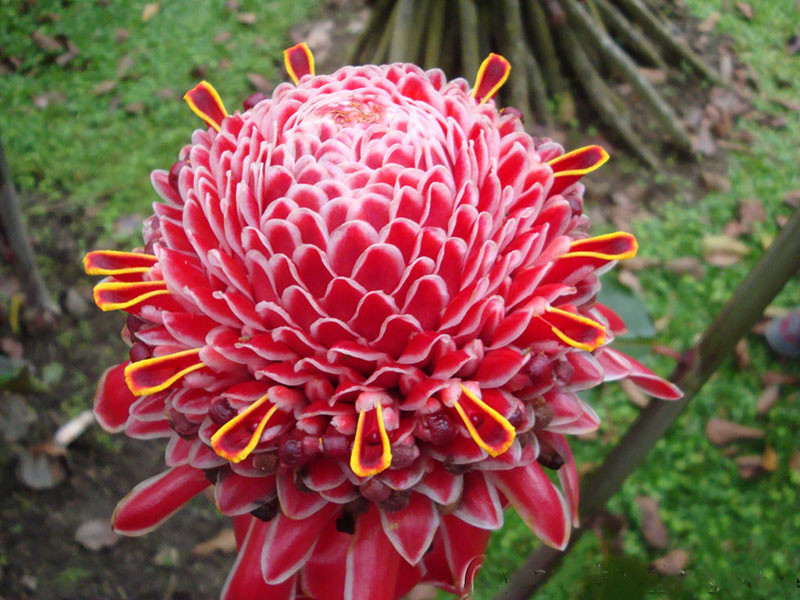 Sen đa lộc có khả năng sinh sôi liên tục, quanh năm cùng với hình dáng đẹp mắt nên được trồng để trang trí nhiều ở sân vườn, ven tường hay trồng trong chậu trang trí hiên nhà. Ảnh: hoala.