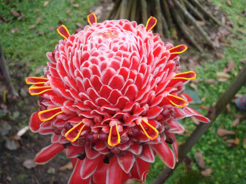 Sen đa lộc có khả năng sinh sôi liên tục, quanh năm cùng với hình dáng đẹp mắt nên được trồng để trang trí nhiều ở sân vườn, ven tường hay trồng trong chậu trang trí hiên nhà. Ảnh: hoala.