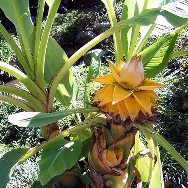  Cây chuối tài lộc là cây bản địa của vùng đất Vân Nam, Trung Quốc. Đây là loài cây mọc hoang trên đỉnh núi có độ cao 2500m so với mặt nước biển. Ảnh: toiyeunongnghiep.