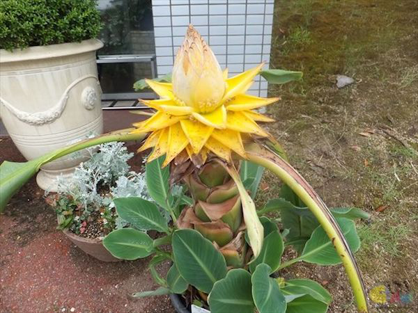 Cây chuối tài lộc rất dễ trồng và dễ sống, có thể sống tươi tốt quanh năm. Ảnh: khuvuonmini.