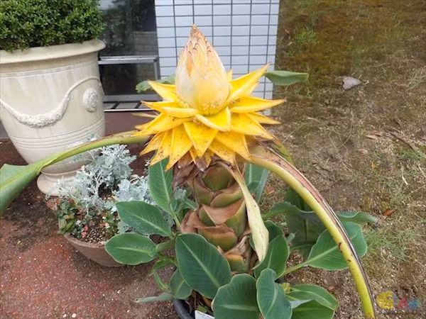 Cây chuối tài lộc rất dễ trồng và dễ sống, có thể sống tươi tốt quanh năm. Ảnh: khuvuonmini.