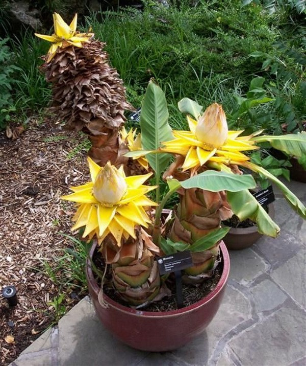 Ở Việt Nam, chuối tài lộc thường được trưng bày nhiều vào dịp Tết bởi mang ý nghĩa may mắn, tài lộc cho gia chủ. Ảnh: toiyeunongnghiep.