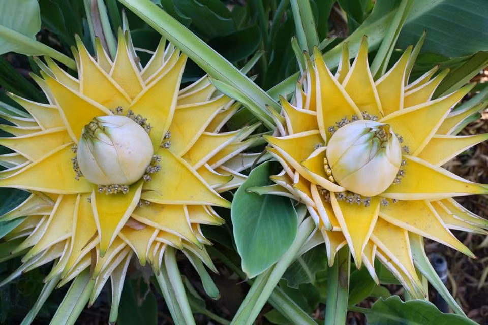 Chuối tài lộc có hoa màu vàng kim đẹp mắt với hình dáng như hình bông sen, có mùi thơm, thời gian hoa nở kéo dài tới 6 - 7 tháng nên có thể trưng bày khá lâu. Ảnh: chohoaonline.