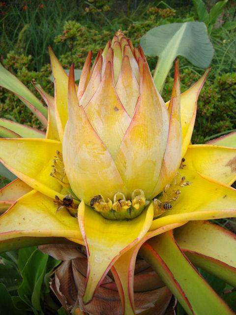 Khi hoa nở sẽ có hạt ở bên trong. Hạt này có thể dùng để ươm trồng lên một cây con khác. Ảnh: chohoaonline.