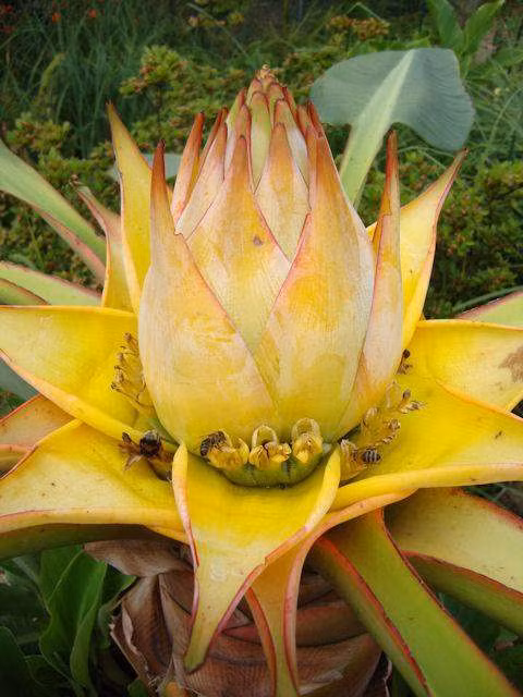 Khi hoa nở sẽ có hạt ở bên trong. Hạt này có thể dùng để ươm trồng lên một cây con khác. Ảnh: chohoaonline.