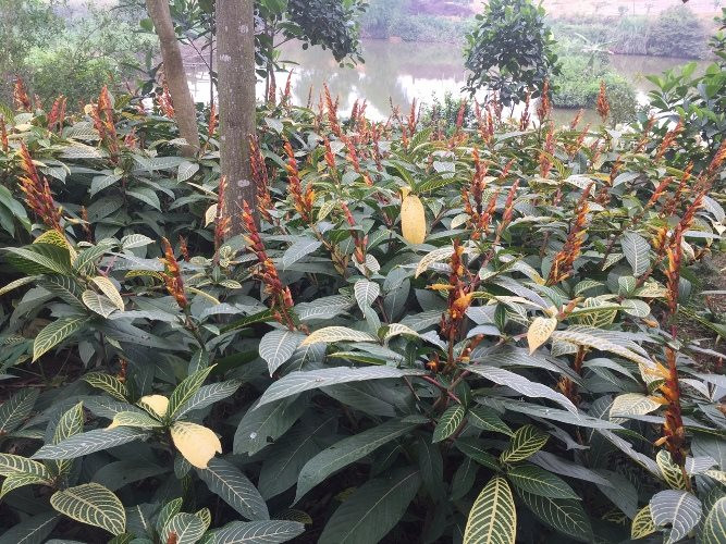 Cây lá khôi ra hoa tháng 5 - 7, mùa quả chín tháng 10 - 12 năm sau. Ảnh: khoahocdoisong.