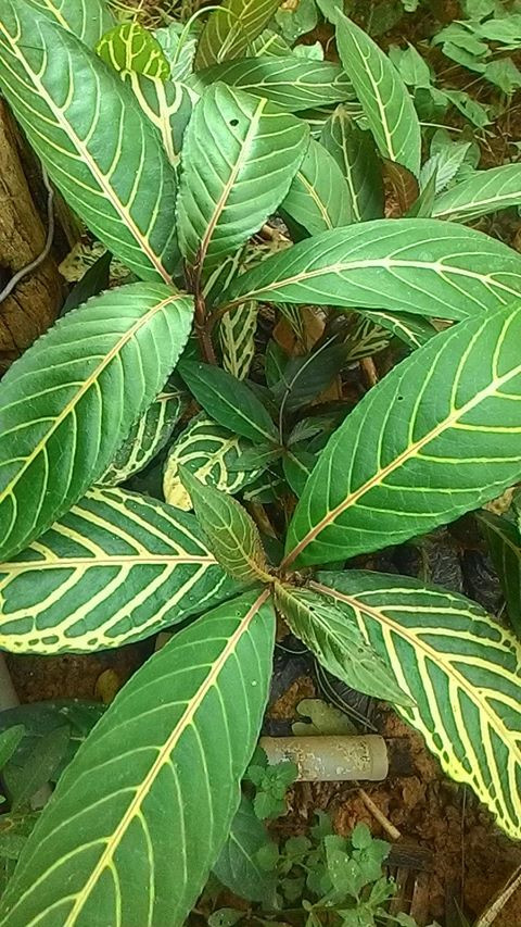 Cây lá khôi nổi tiếng với công dụng chữa các bệnh về dạ dày như đau dạ dày, viêm loét dạ dày, trào ngược dạ dày. Ảnh: nguoiduatin.