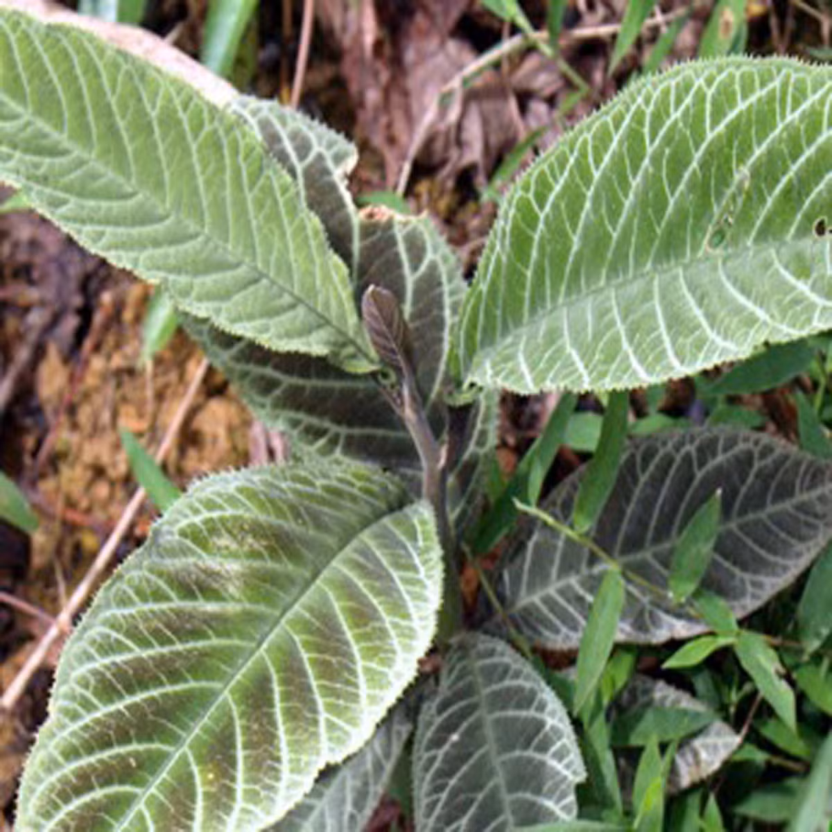 Ngoài ra, lá khôi được dùng với lá vối, lá hoè nấu nước tắm cho trẻ bị sài lở, hoặc giã với lá vối trộn với dầu vừng đắp nhọt cho trẻ. Ảnh: lahien.