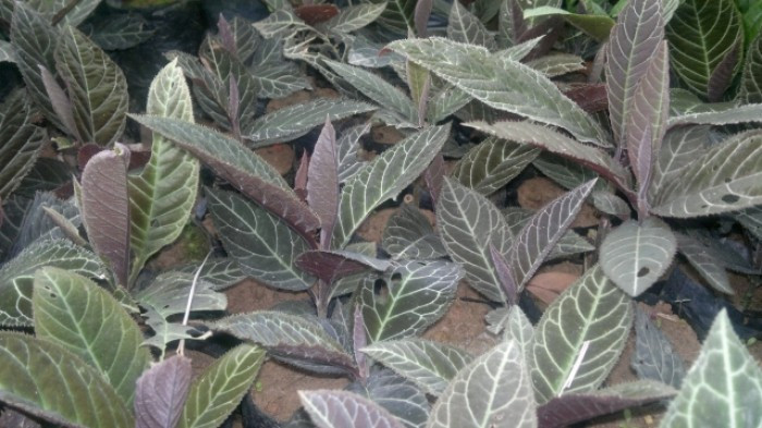 Cây lá khôi nhỏ, mọc thẳng đứng, cao chừng 2m, thân rỗng xốp, lá có răng cưa nhỏ, hoa mọc thành chùm, màu trắng pha hồng tím, quả mọng, khi chín màu đỏ. Ảnh: muabannhanh.