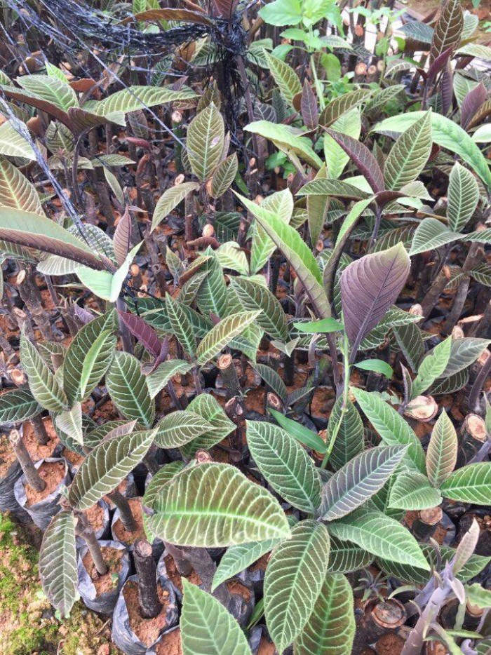 Ở Việt Nam, cây lá khôi mọc rải rác ở các tỉnh miền núi phía Bắc và Trung như: Lào Cai (Sapa), Quảng Trị, Thừa Thiên Huế (Phú Lộc), Quảng Nam, Đà Nẵng... Ảnh: muabannhanh.