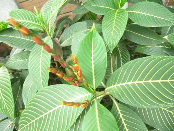 Cây lá khôi được chia thành hai loại là lá khôi tía và lá khôi trắng. Trong đó, lá khôi tía được sử dụng rộng rãi và phổ biến nhất hiện nay. Ảnh: namlimxanh.