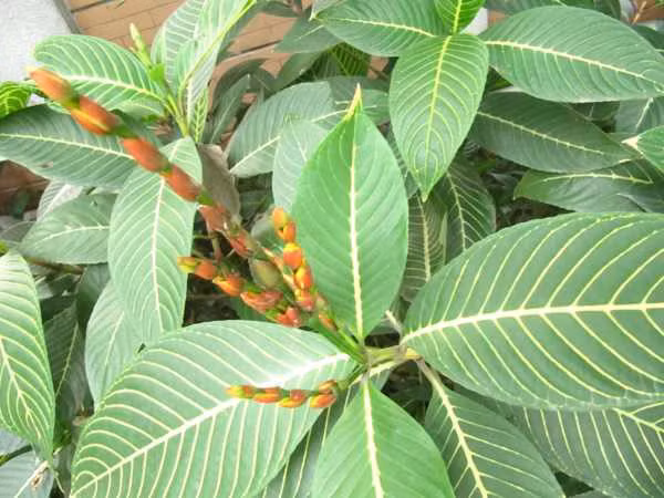 Cây lá khôi được chia thành hai loại là lá khôi tía và lá khôi trắng. Trong đó, lá khôi tía được sử dụng rộng rãi và phổ biến nhất hiện nay. Ảnh: namlimxanh.