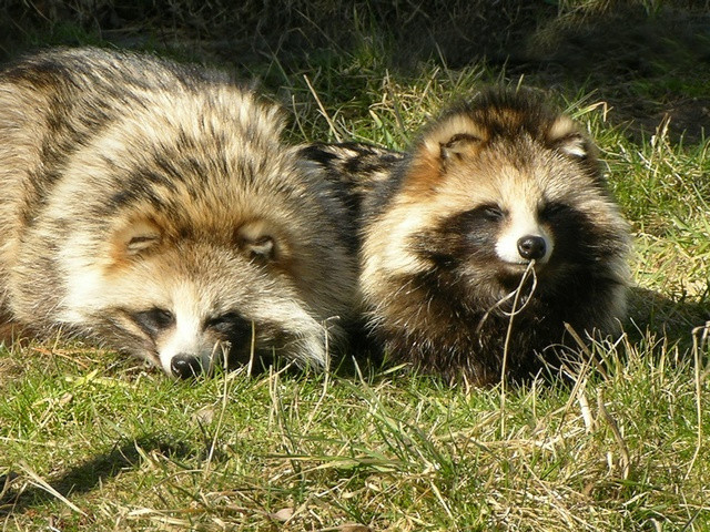 Lửng chó nặng từ 3kg - 5kg, thân dài 540mm - 610mm, đuôi dài 162mm - 180mm, rậm, màu xám. Ảnh: wordpress.