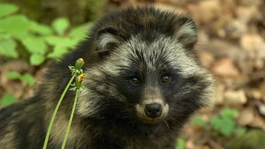 Lửng chó sống đơn lẻ, kiếm ăn từ chập tối đến nửa đêm trên các nương bãi, ven khe suối, bờ ruộng nước. Ảnh: ak9.