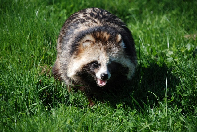  Lửng chó sinh sản vào các tháng 4, 5, 6. Mang thai 60 ngày, mỗi lứa đẻ 3 - 4 con trong tổ tự làm ở các bụi cây rậm. Ảnh: biopix.