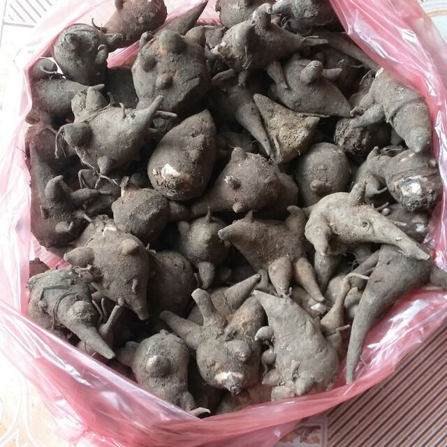 Ấu tẩu mọc trên cạn và chỉ có ở vùng núi cao. Lá của nó giống như lá ngải cứu, mọc trên cạn và chỉ có ở vùng núi cao. Ảnh: shopee.