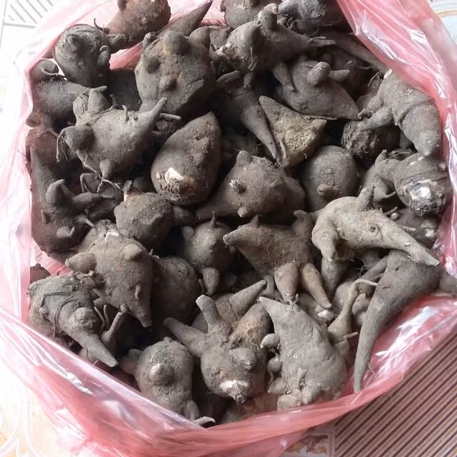 Ấu tẩu mọc trên cạn và chỉ có ở vùng núi cao. Lá của nó giống như lá ngải cứu, mọc trên cạn và chỉ có ở vùng núi cao. Ảnh: shopee.