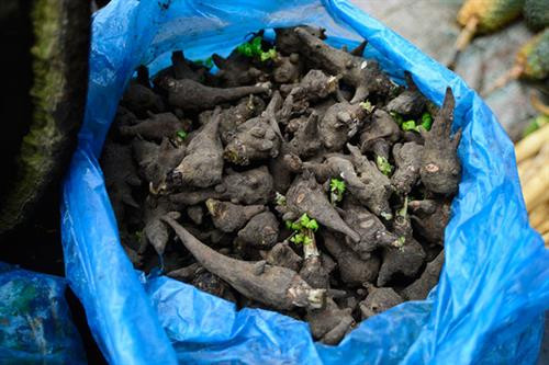 Thành phần hóa học của củ ấu tẩu chủ yếu là aconitin, có độc tính cao, thuộc loại thuốc độc bảng A. Ảnh: vanhien.