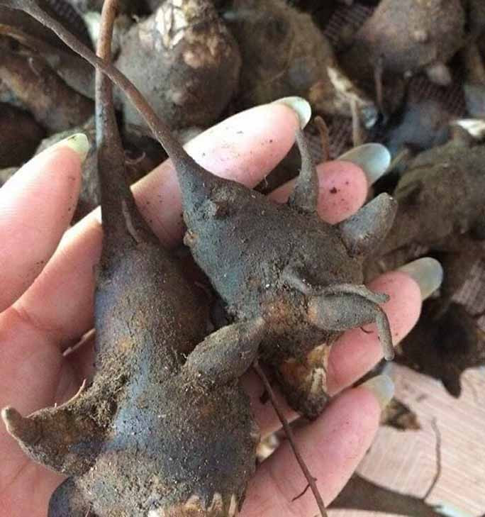 Củ ấu tẩu rất độc, lượng độc của củ ấu tẩu có thể làm cho người tê cứng chân tay, tắc nghẽn mạch máu, đông máu và tử vong. Ảnh: blogphuot.