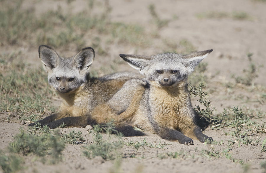 Cáo tai dơi thường mang thai từ 60-70 ngày và mỗi lứa sinh từ 1-6 con. Thời gian cho con bú kéo dài từ 14-15 tuần. Ảnh: fineartamerica.
