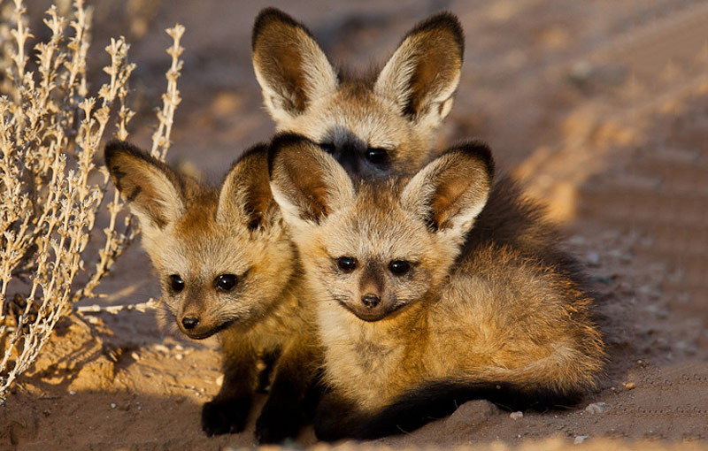 Cáo tai dơi thường có bộ lông màu nâu, đôi tai màu đen, chân và các bộ phận của khuôn mặt nhọn. Chiều dài trung bình của nó khoảng 55cm, chiều dài tai có thể đạt tới 13cm. Ảnh: khoahocphattrien.