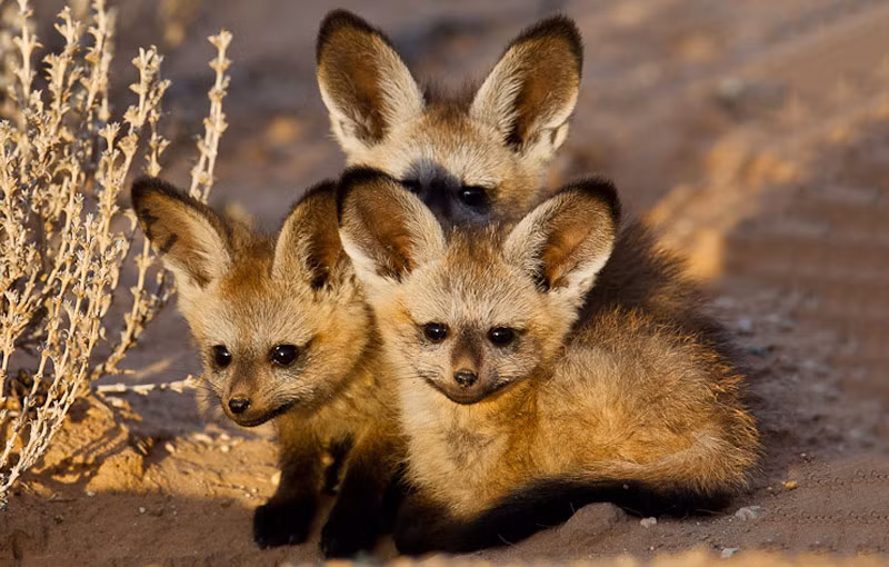 Cáo tai dơi thường có bộ lông màu nâu, đôi tai màu đen, chân và các bộ phận của khuôn mặt nhọn. Chiều dài trung bình của nó khoảng 55cm, chiều dài tai có thể đạt tới 13cm. Ảnh: khoahocphattrien.