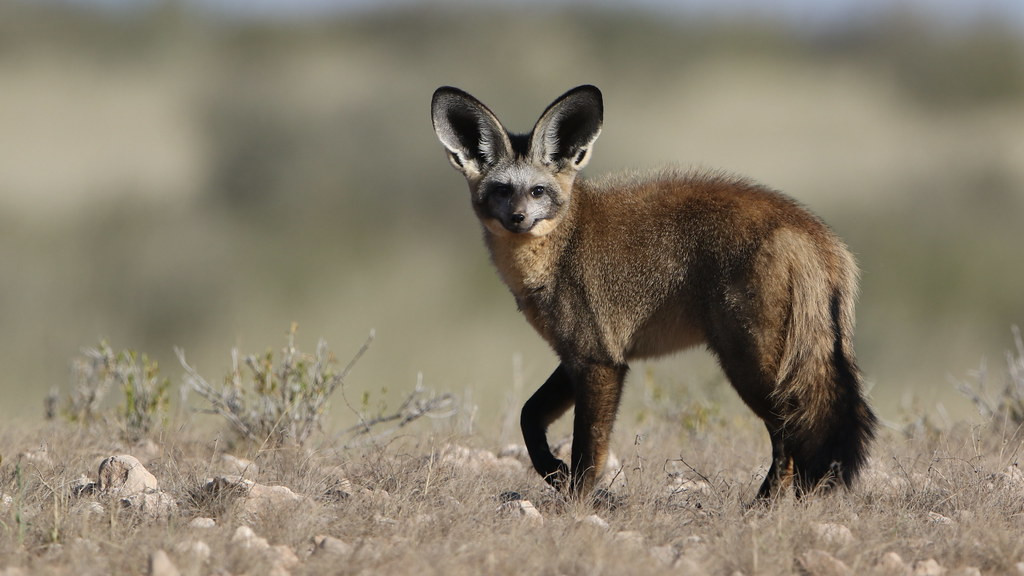 Cáo tai dơi là loài ăn sâu bọ. 80-90% khẩu phần ăn uống của chúng là loài mối Hodotermes mossambicus. Ảnh: staticflickr.