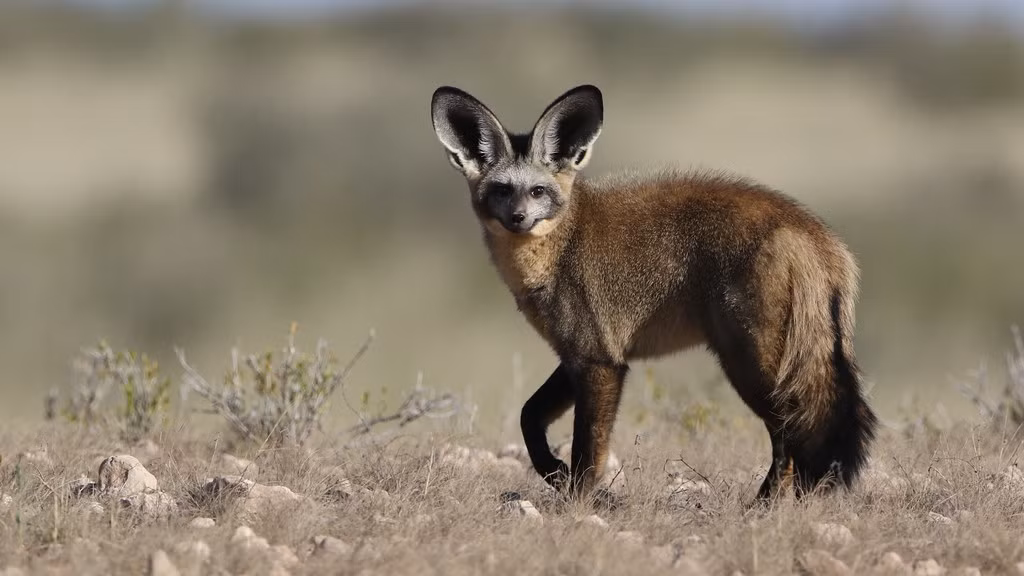 Cáo tai dơi là loài ăn sâu bọ. 80-90% khẩu phần ăn uống của chúng là loài mối Hodotermes mossambicus. Ảnh: staticflickr.