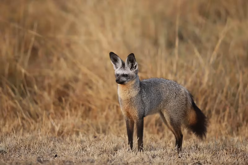 Cáo tai dơi thường hiện diện trong vùng đất cỏ ngắn cũng như các vùng đất khô cằn của hoang mạc. Ảnh: khoahocphattrien.