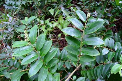 Lá của cây thùn mùn có thể được dùng làm rau ăn hoặc đắp trị rắn cắn. Ảnh: trungtamduoclieu.