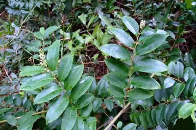 Lá của cây thùn mùn có thể được dùng làm rau ăn hoặc đắp trị rắn cắn. Ảnh: trungtamduoclieu.