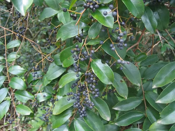 Trên thế giới, cây thùn mùn còn được tìm thấy ở Ấn Độ, Malaysia. Ảnh: ydvn.