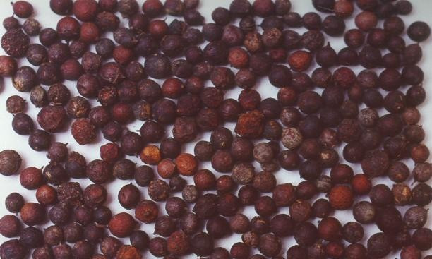 Cây thùn mùn ra hoa tháng 2-4 và kết quả tháng 5-7. Ảnh: ydhvn.