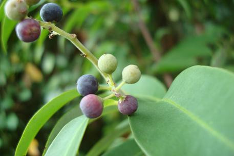 Cây thùn mùn có hoa trắng, nhỏ trong khi quả có hình cầu mũi lồi với vỏ quả rất mỏng. Ảnh: moolikaayurveda.