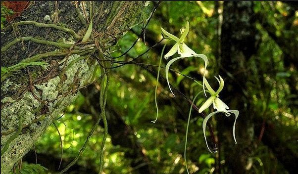 Do sự hiếm có của nó mà phong lan ma có giá vô cùng đắt đỏ. Ảnh: blogspot.