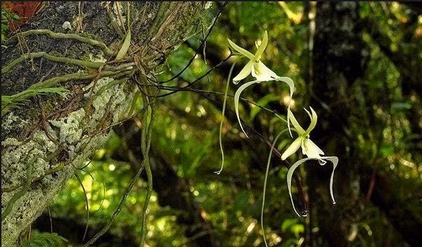 Do sự hiếm có của nó mà phong lan ma có giá vô cùng đắt đỏ. Ảnh: blogspot.