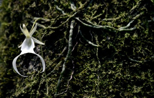 Trong suốt thời kỳ nở hoa, phong lan ma tỏa ra mùi hương tương tự như mùi xà bông. Ảnh: yeuphonglan.