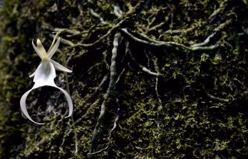 Trong suốt thời kỳ nở hoa, phong lan ma tỏa ra mùi hương tương tự như mùi xà bông. Ảnh: yeuphonglan.