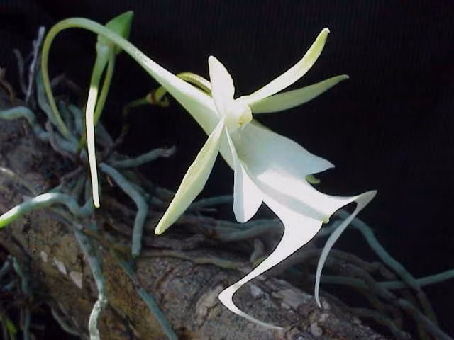 Cả thân cây và hoa của nó đều có màu xanh lá. Ảnh: wikimedia.