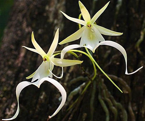 Thông thường, phong lan ma nở hoa vào tháng 6 - tháng 8 với hình dáng vô cùng kỳ quái. Đặc biệt, loài lan này còn không có lá. Ảnh: vuonphonglan.