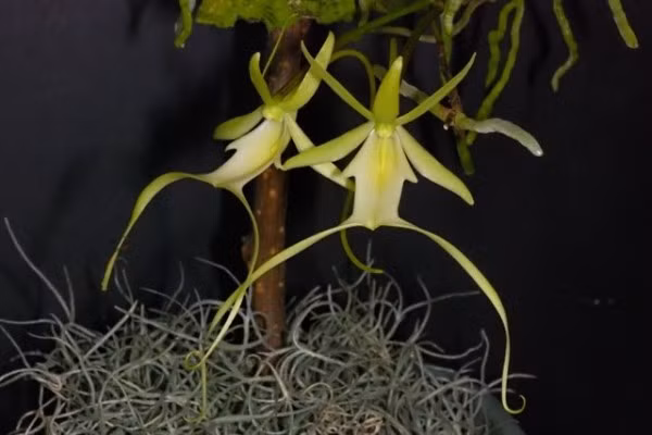 Phong lan ma sống nhờ vào sự nuôi dưỡng của các loài nấm sống gần nó. Khả năng phát tán hạt của loài lan này cũng rất kém. Ảnh: tobegame.