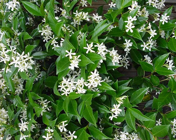 Bên cạnh đó, hoa của cây mỏ sẻ do có hương thơm nên còn được cất lấy tinh dầu. Ảnh: blogcaycanh.