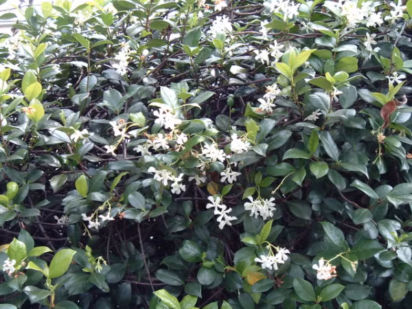 Cây mỏ sẻ ra hoa từ tháng 9 đến tháng 5, ra quả từ tháng 12 đến tháng 8 năm sau. Ảnh: wordpress.