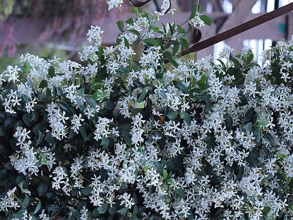 Cây mỏ sẻ là loại dây leo thân gỗ, có thể mọc cao tới 3m. Lá hình bầu dục. Hoa màu trắng rất thơm. Quả dạng thuôn dài từ 10cm - 25cm. Ảnh: vinacell.