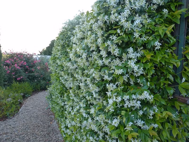 Trong khi đó, thân của cây mỏ sẻ có thể đem chế biến dùng xơ lấy sợi như cây đay. Ảnh: blogcaycanh.