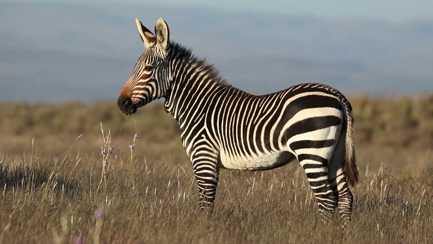 Môi trường sống ưa thích của chúng là địa hình đồi núi, đặc biệt là vách đá dựng đứng. Ảnh: picdn.