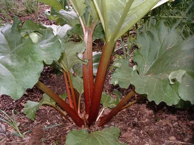  Cây đại hoàng có tên khoa học là Rhem palmatum Baill. Đây là một loại cây thảo sống lâu năm, cao khoảng 1m có thân hình trụ, bên trong rỗng. Ảnh: phatgiaoaluoi.